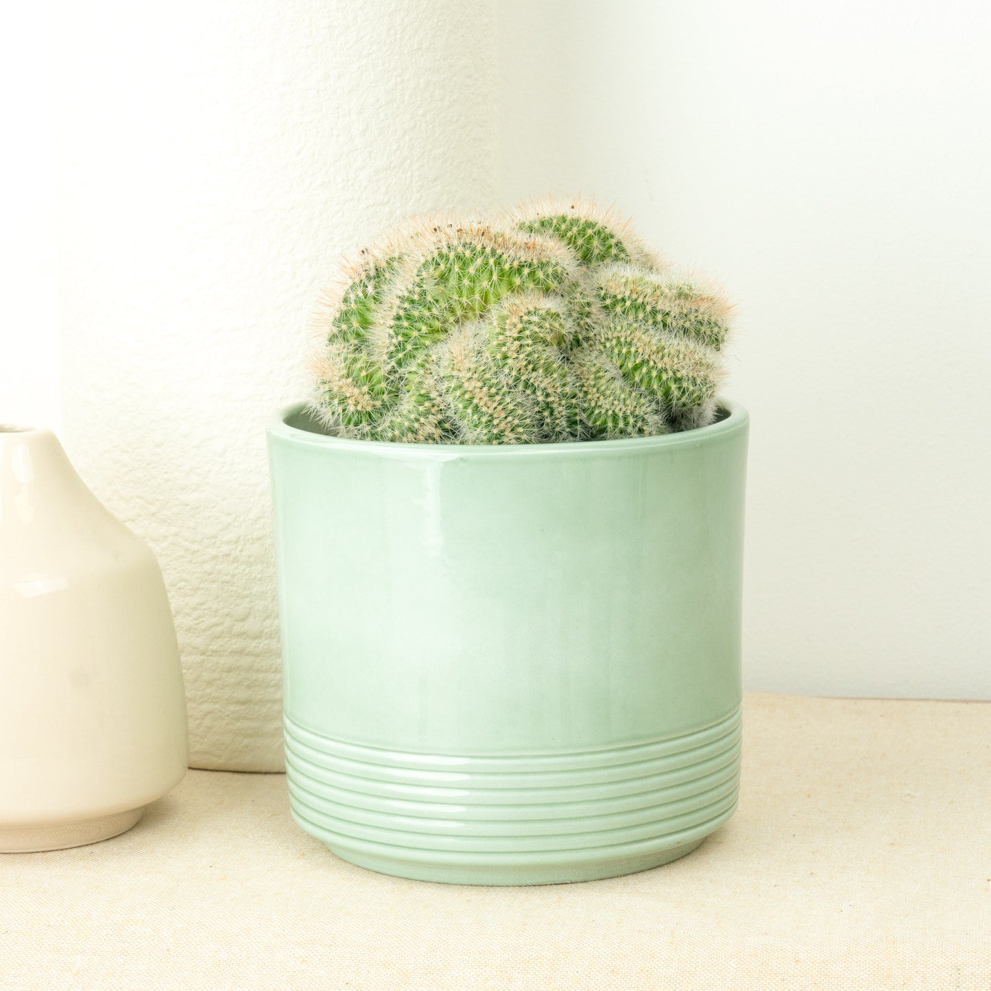 Brain Cactus | Crested Powder Puff
