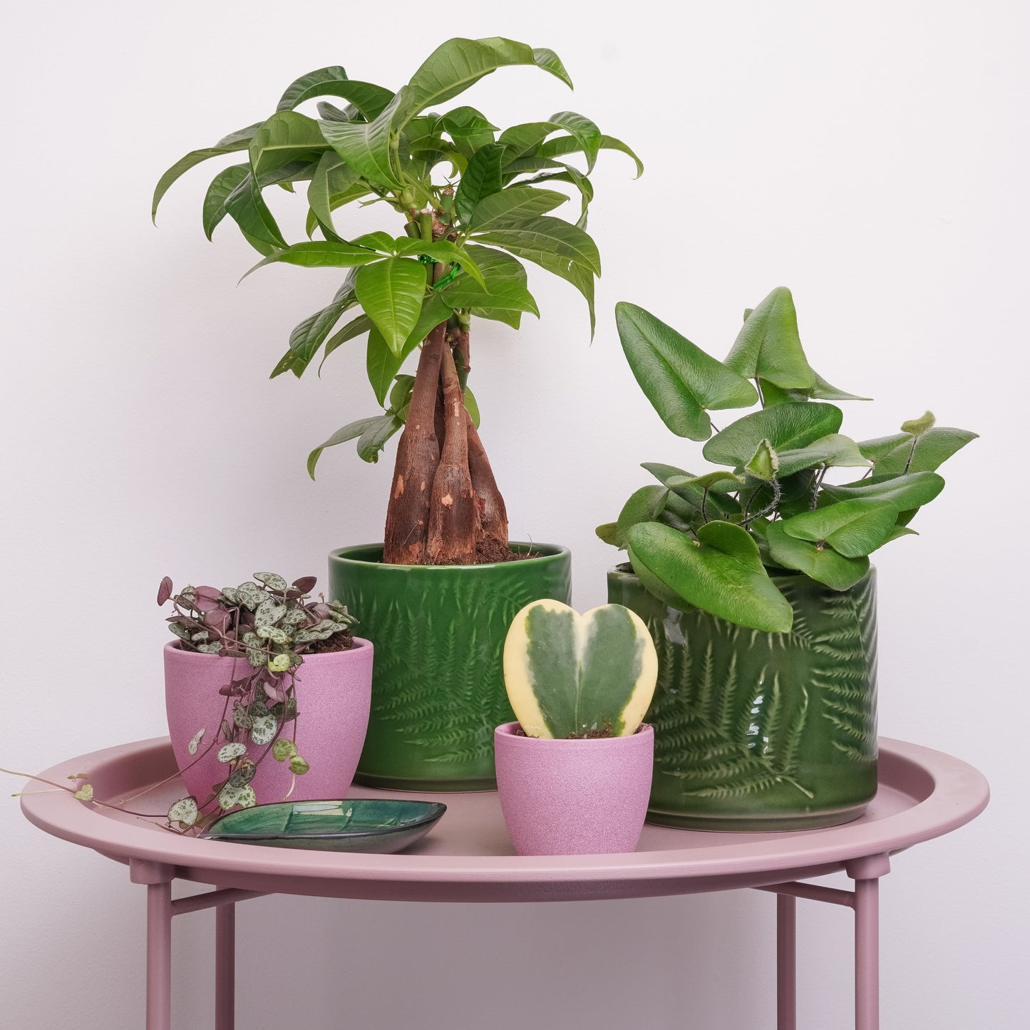 (Simplicity pink pot issue) Keep Growing | Plant Bundle