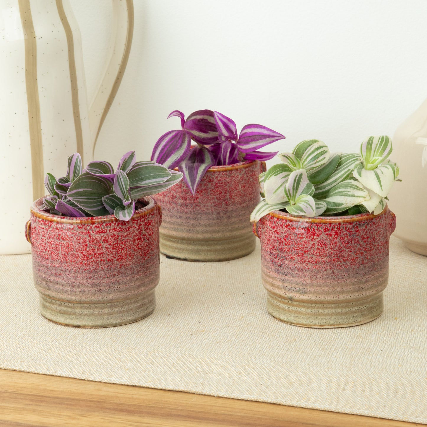 Colourful Dudes | Plant Bundle