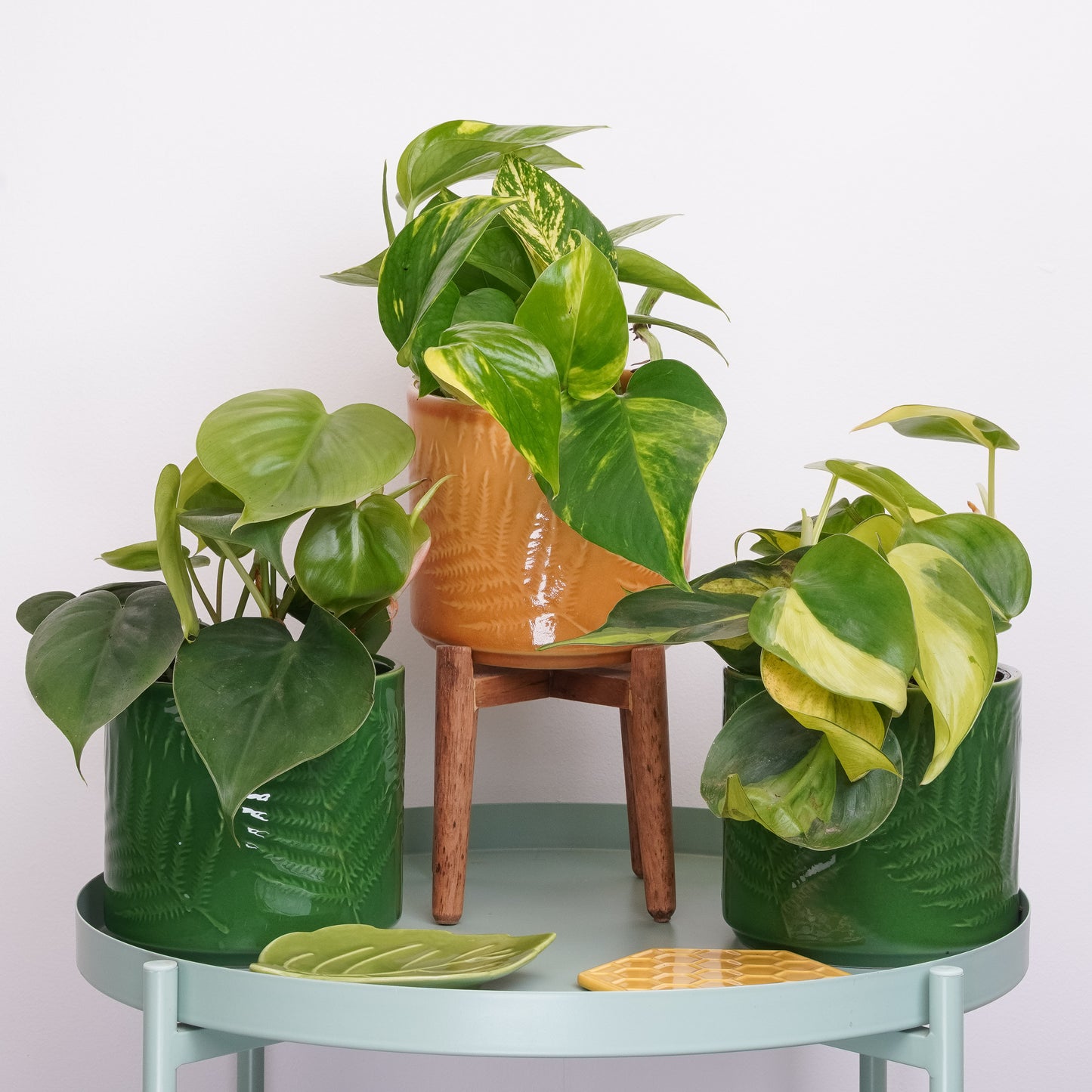 Bright Days | Plant Bundle