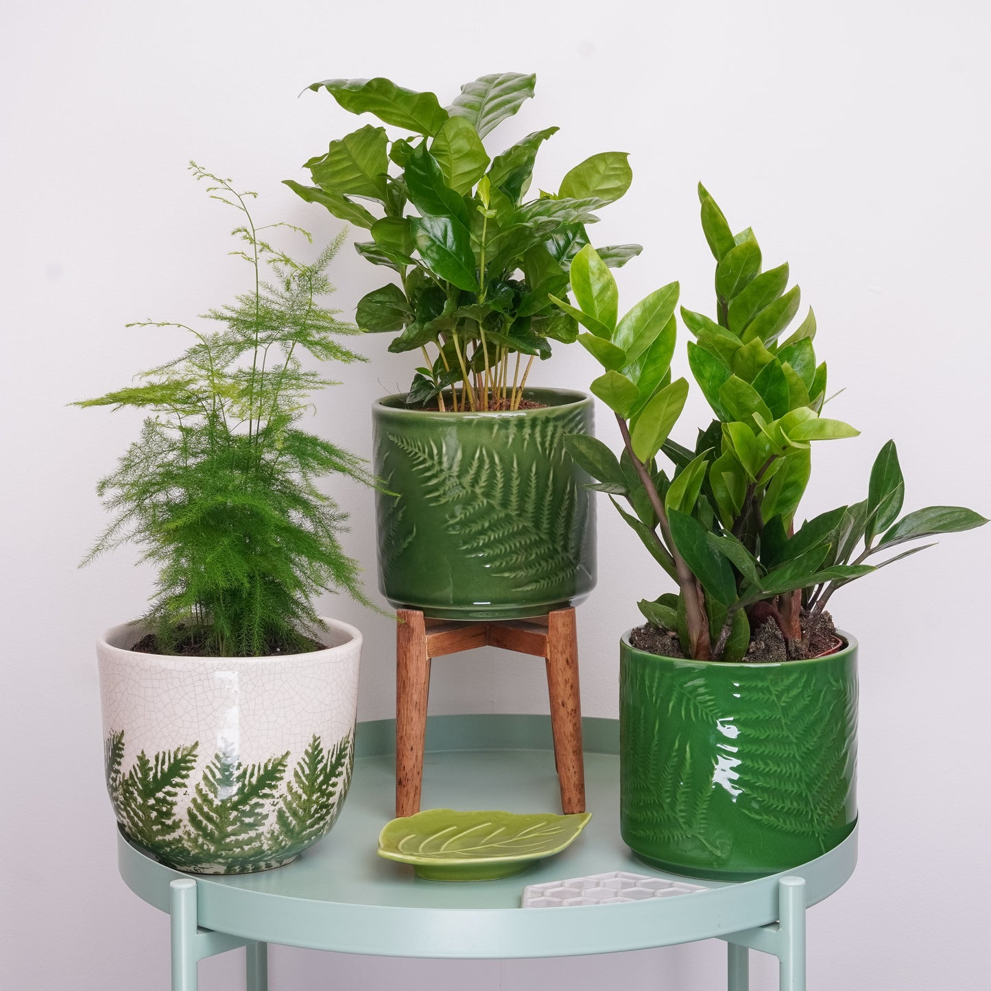 Soft Green Vibes | Plant Bundle