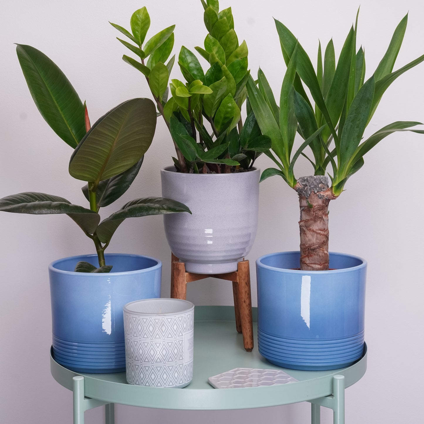 Chill Plant Lover | Plant Bundle