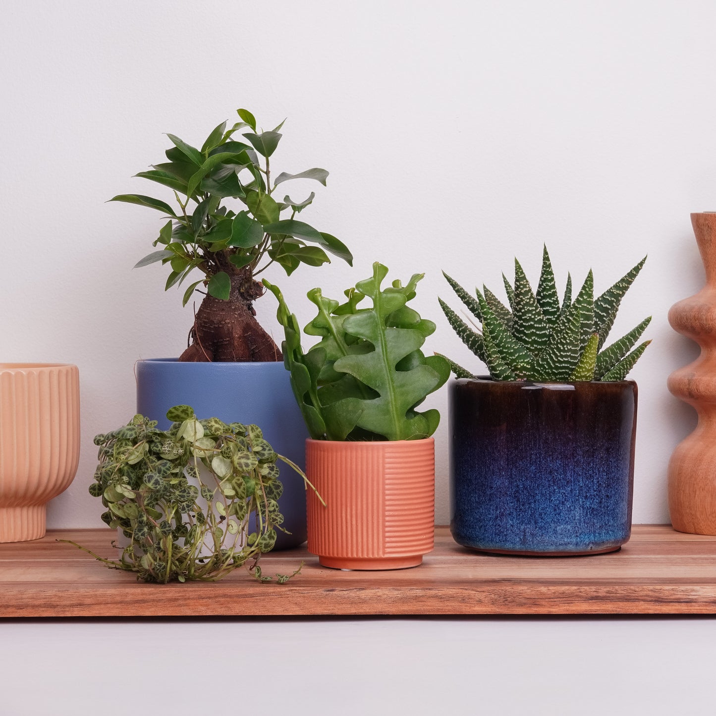 Calm Curation | Plant Bundle