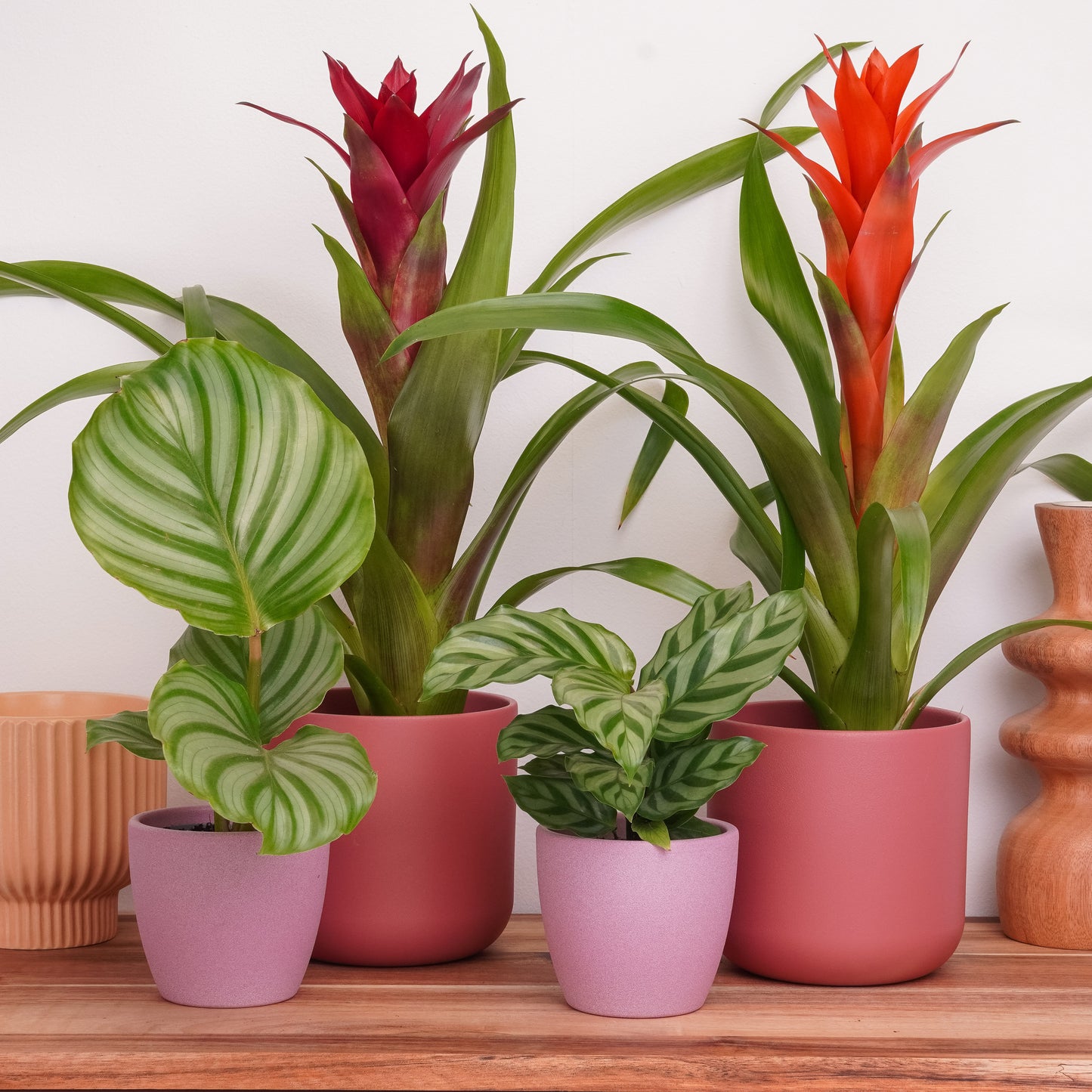 Sunbeam Dreams | Plant Bundle