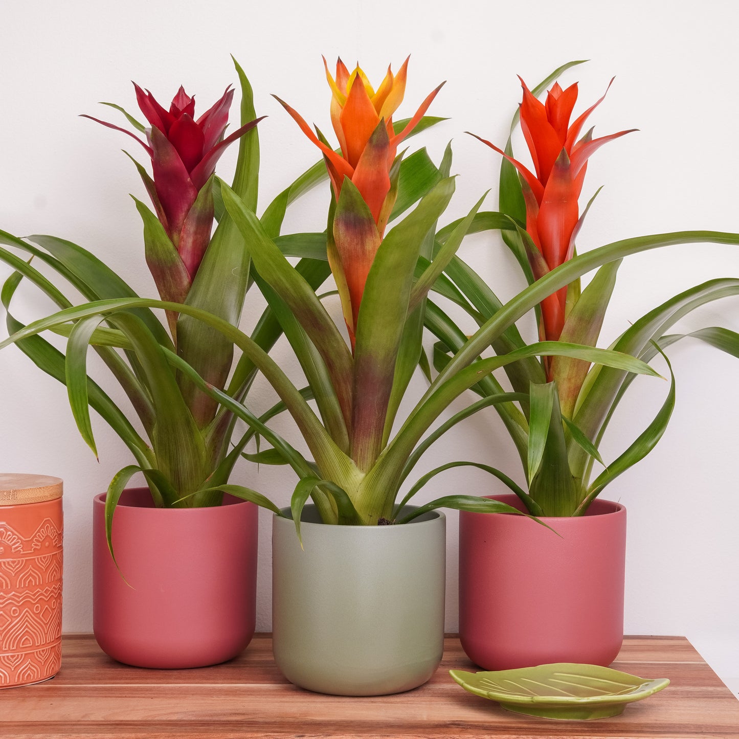 Spring Awakening | Plant Bundle