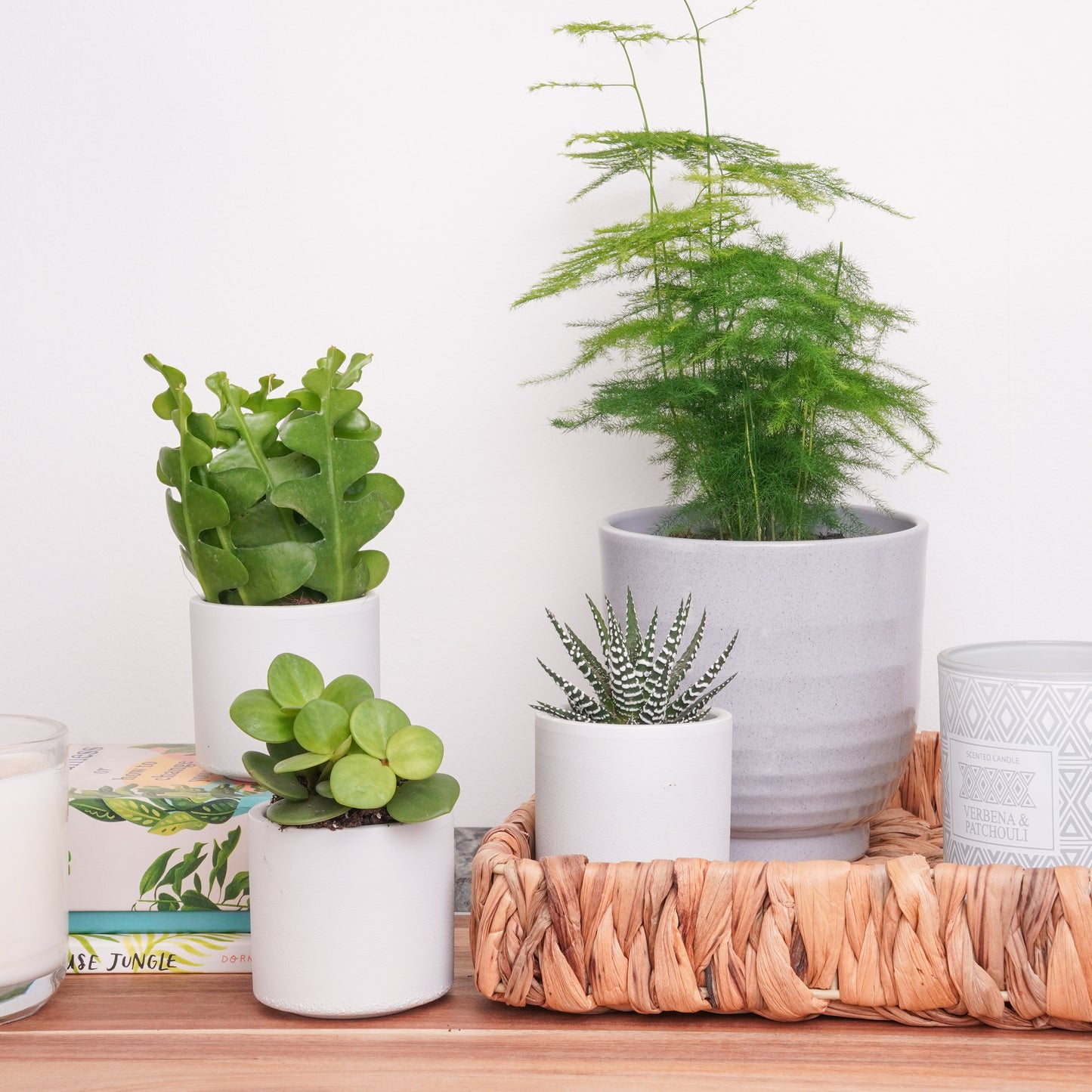 Gentle Living | Plant Bundle