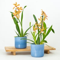 Dancing Ladies Orchid | Orange Renaissance | Rare Orchid
