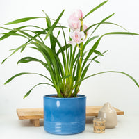 Cymbidium Orchid | Bloom