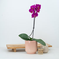 Phalaenopsis Orchid | Brazilian Fever