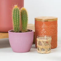 Golden Torch Cactus