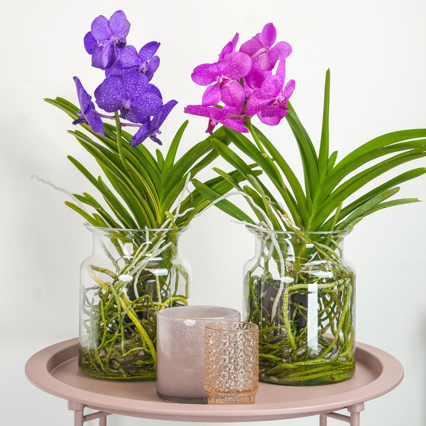 Vanda Orchid | Maroon