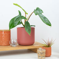 Philodendron Florida Green