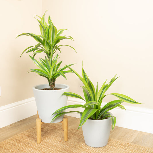 Dragon Tree | Lemon Lime | Potted Houseplants