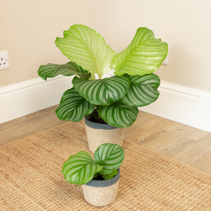 Prayer Plant | Orbifolia - Indoor Plant