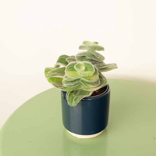 Wandering Dude | Fuzzy Sillamontana | Hard To Find | Potted Houseplants