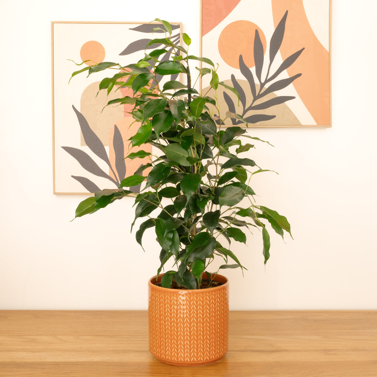 Weeping Fig | Danielle