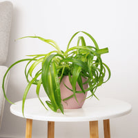 Curly Spider Plant | Green Bonnie