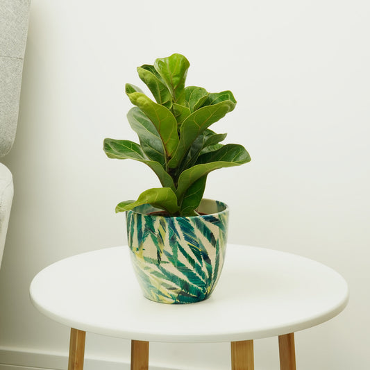 Fiddle Leaf Fig | Bambino | Potted Houseplants