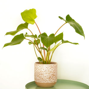 Queen Of Hearts | Maggy - Indoor Plant