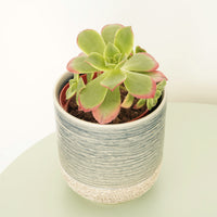 Tree Houseleek | Kiwi