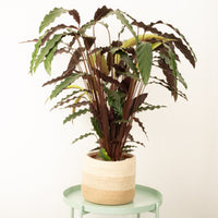 Fuzzy Feathers | Elgergrass