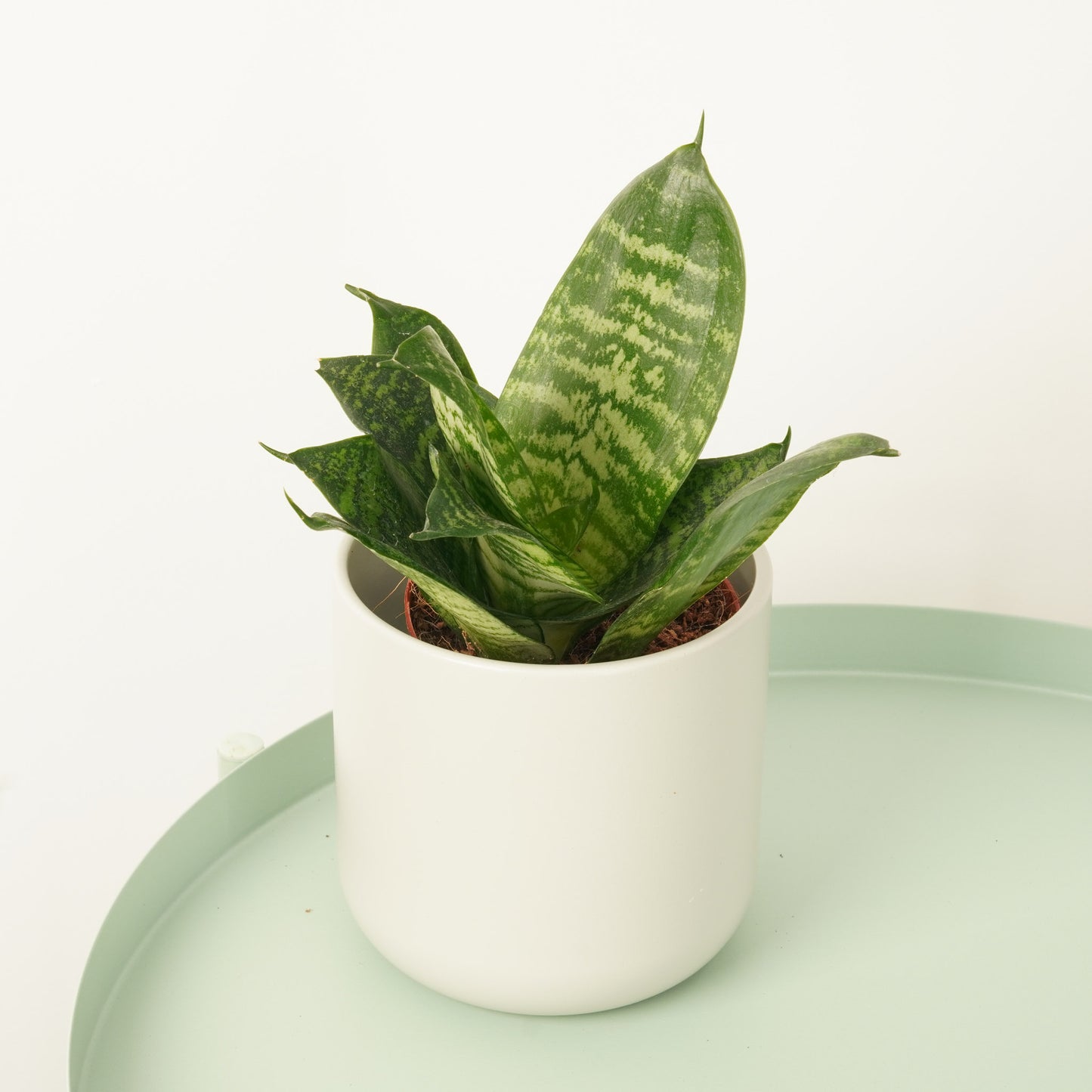Snake Plant | Hahnii
