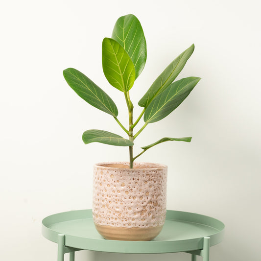 Bengal Fig | Audrey | Potted Houseplants