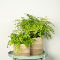 Maidenhair Fern