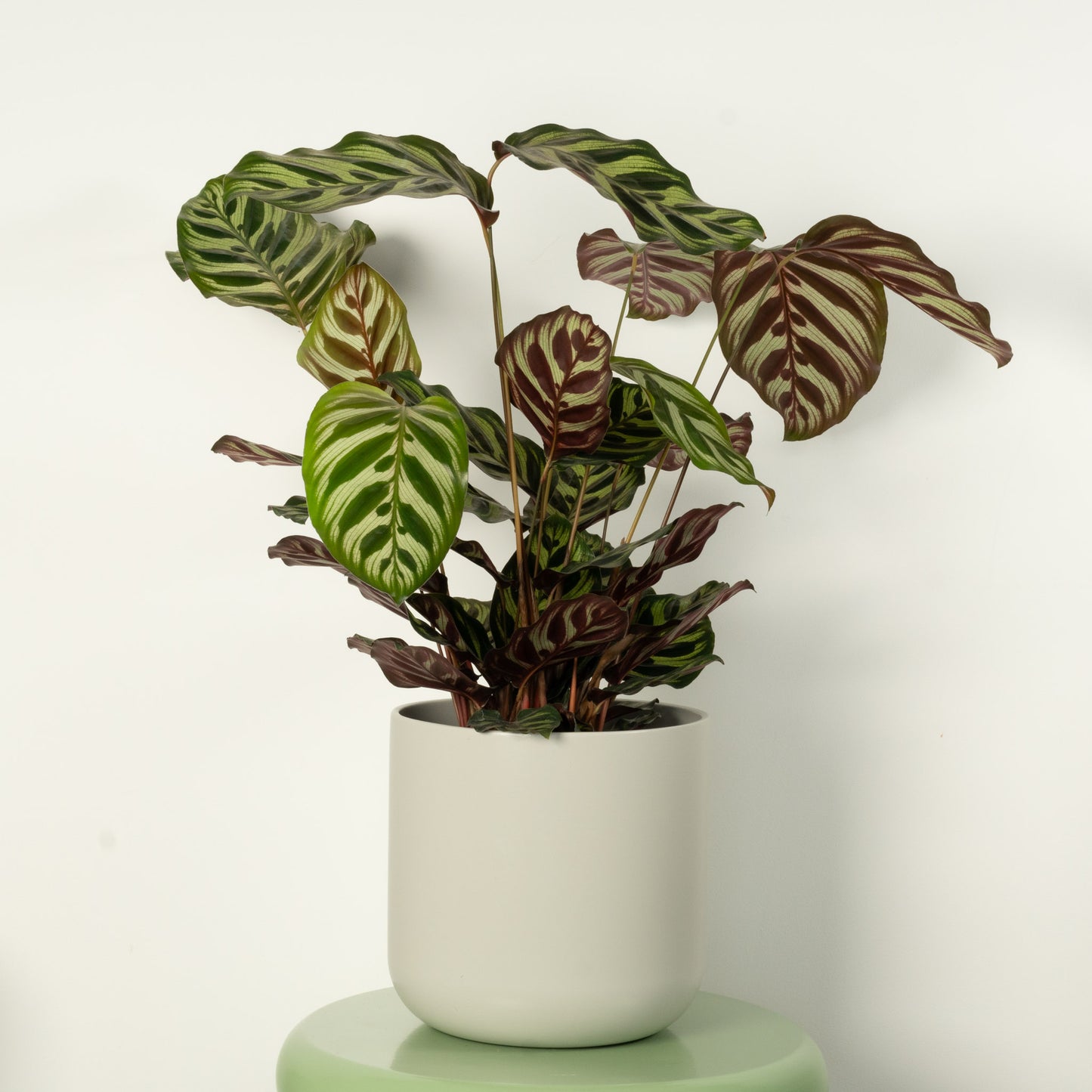 Peacock Plant | Makoyana