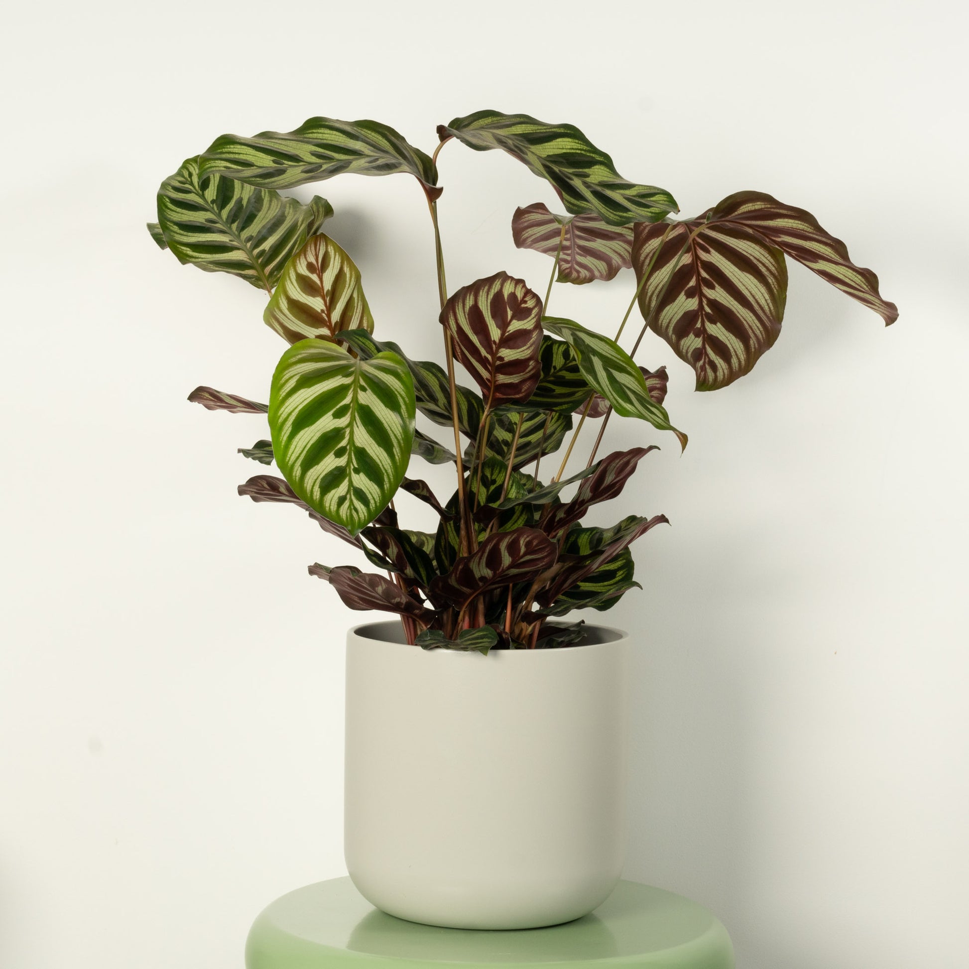 Peacock Plant | Makoyana