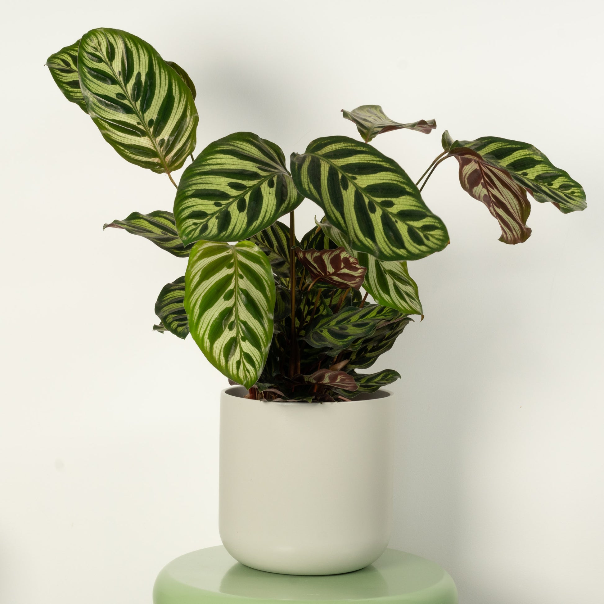 Peacock Plant | Makoyana