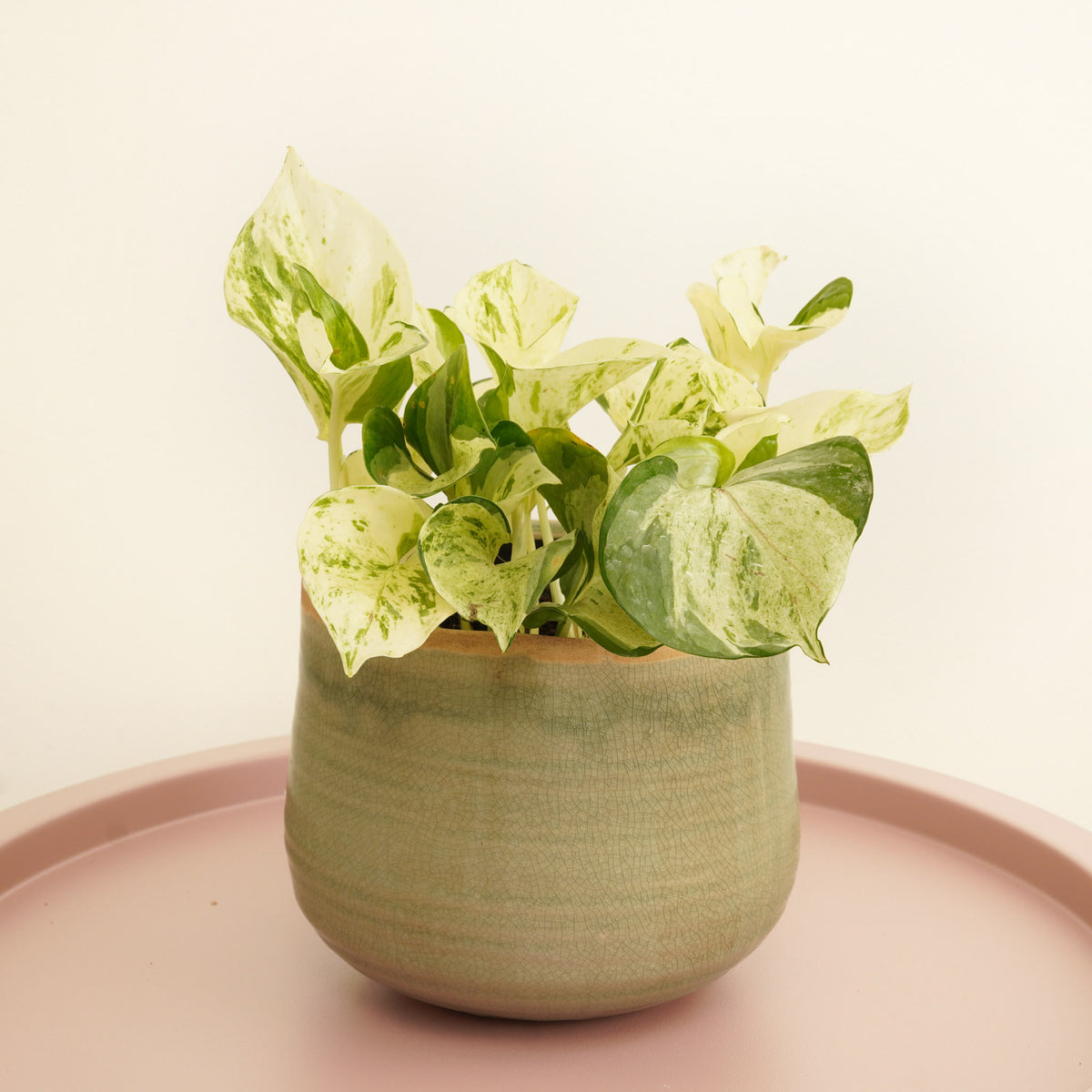Pothos | Manjula
