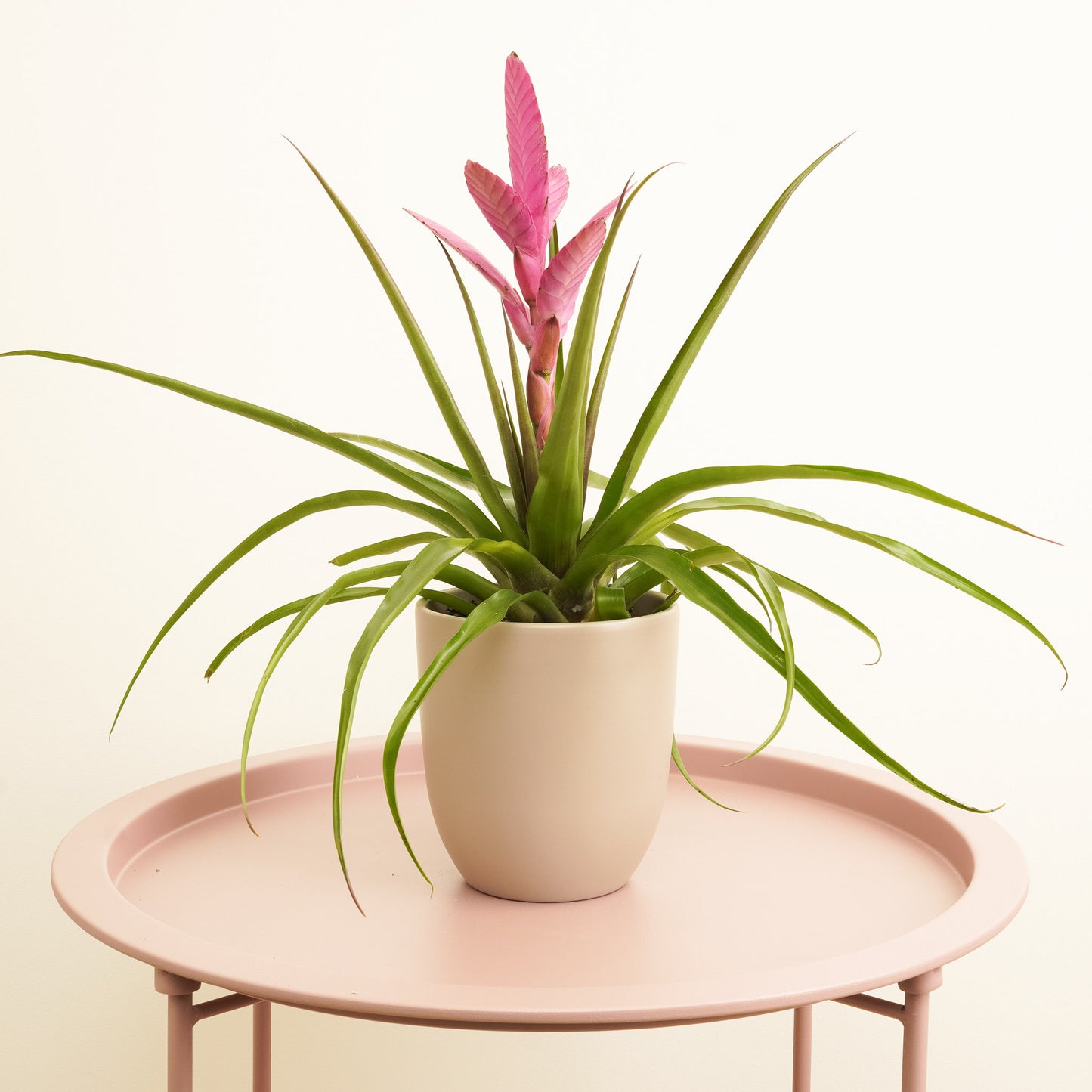 Tillandsia | Antonio