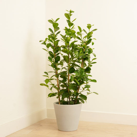 Laurel Fig | Moclame | Potted Houseplants