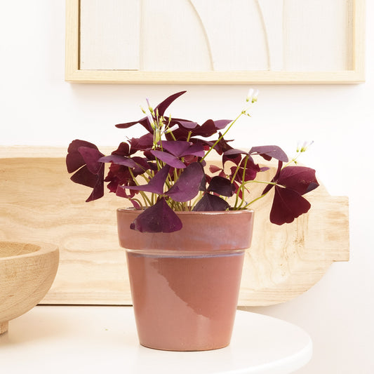 False Shamrock | Purple | Potted Houseplants