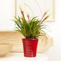 Vriesea Flaming Sword | Franco