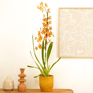Cambria Orchid | Catatante Orange - Indoor Plant