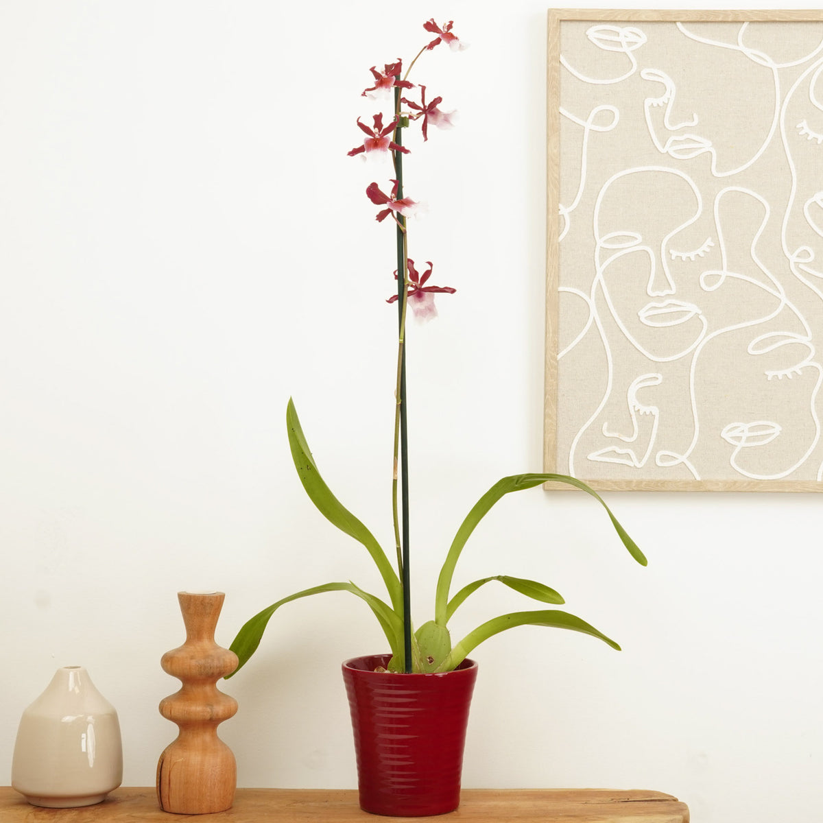 Cambria Orchid | Renaissance | Mild Fragrance