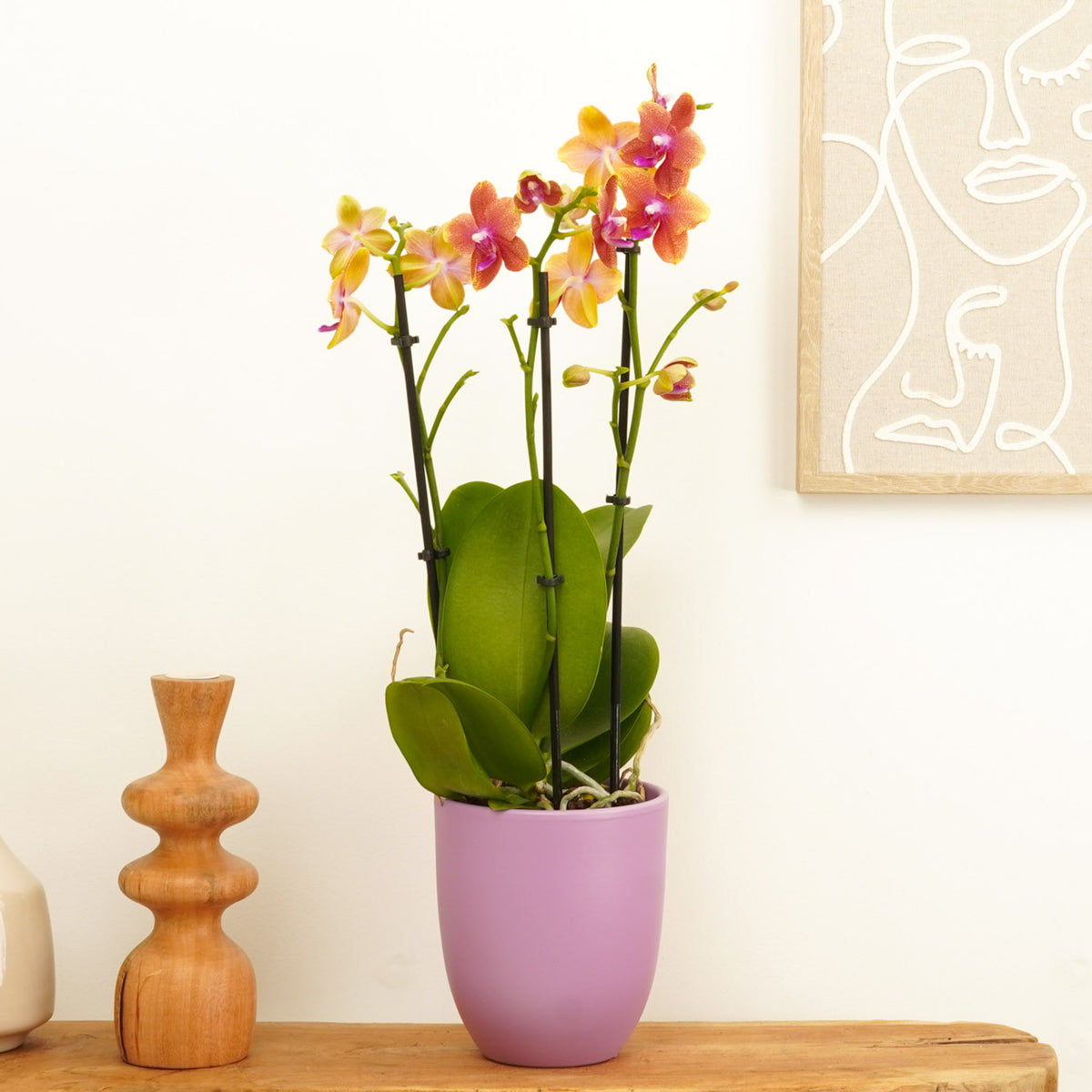 Phalaenopsis Orchid | Bolgheri