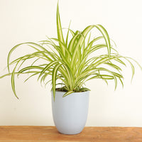 Spider Plant
