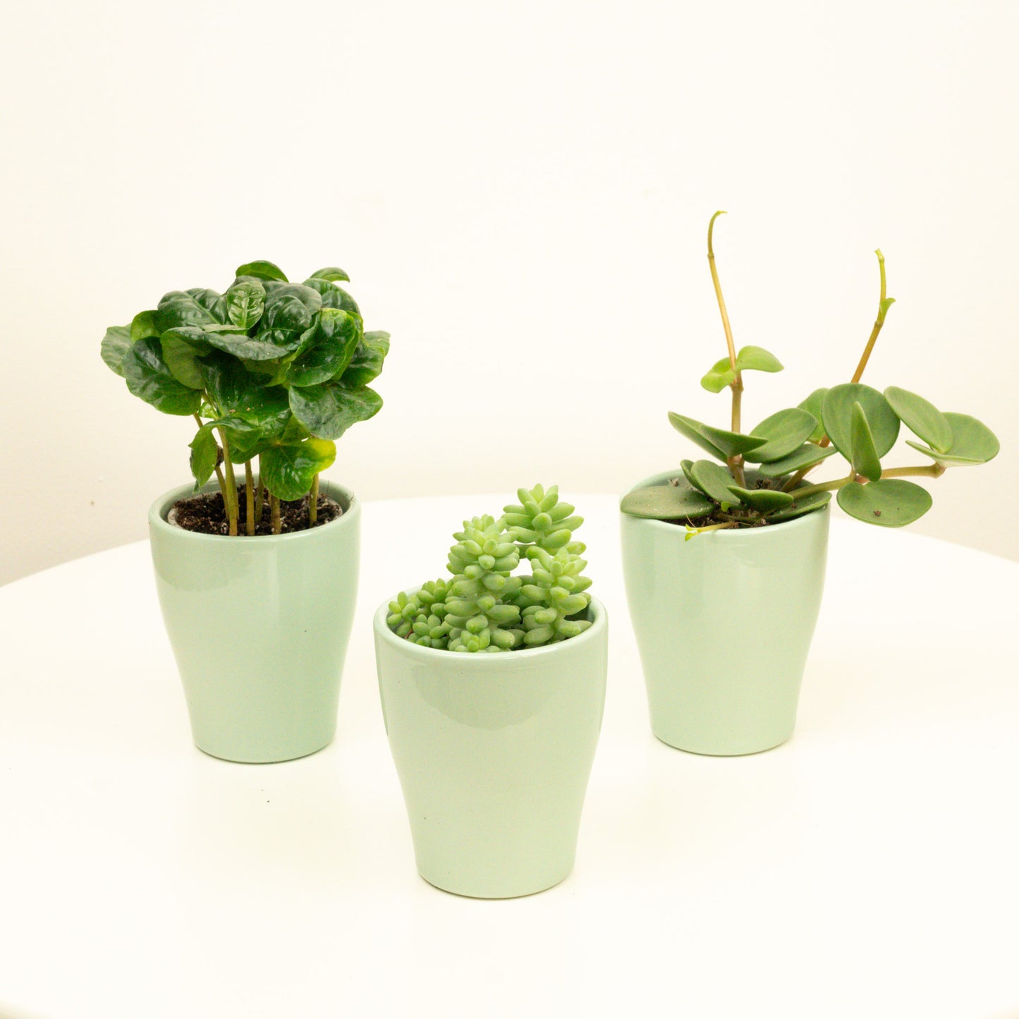 Bestseller Baby | Plant Bundle