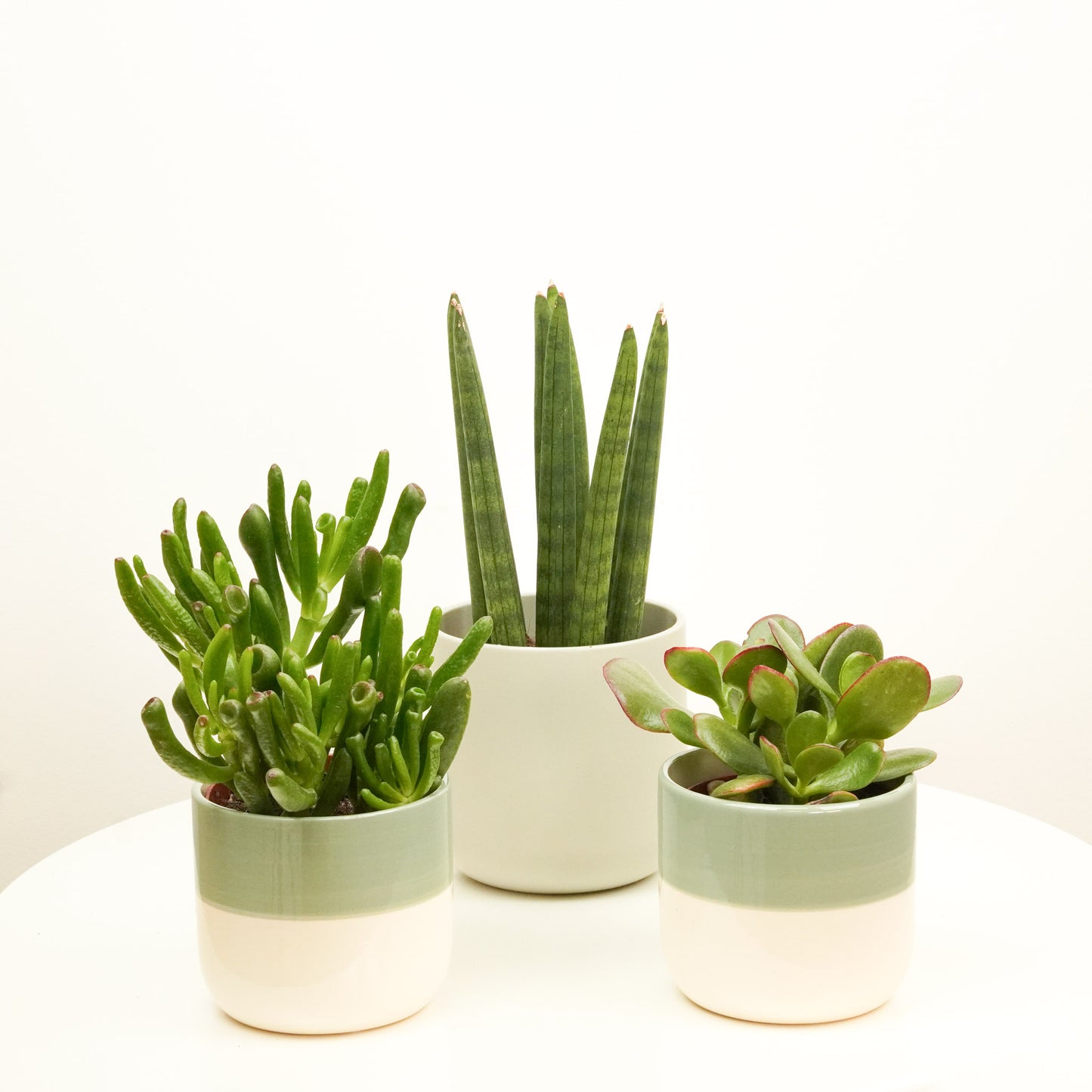 SuccuLove | Plant Bundle