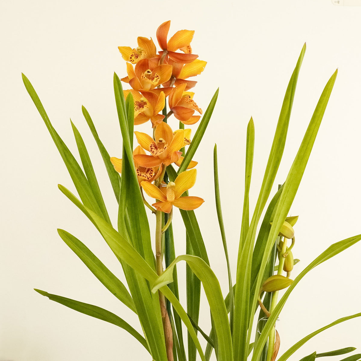Cymbidium Orchid | Tiger