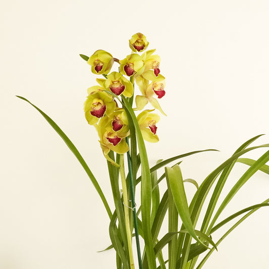 Cymbidium Orchid | Julia | Potted Houseplants