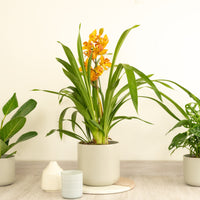 Cymbidium Orchid | Isla