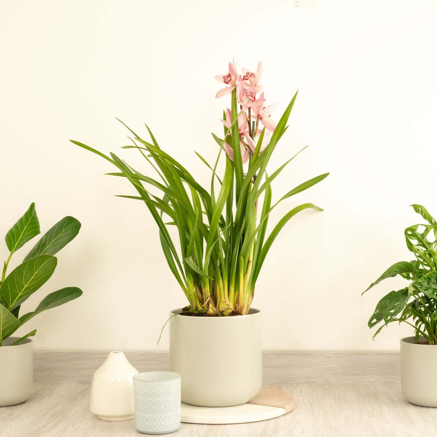 Cymbidium Orchid | Bryony