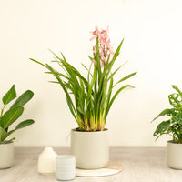 Cymbidium Orchid | Bryony