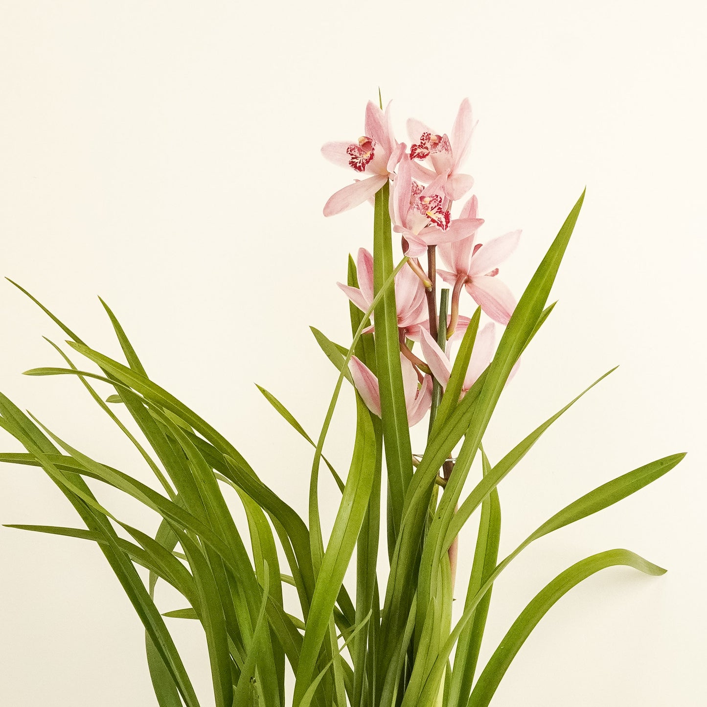Cymbidium Orchid | Bryony