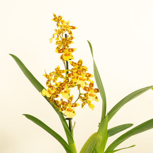 Colmanara Orchid | Burkhard Holm | Potted Houseplants