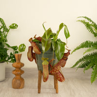 Monkey Jars | Gaya